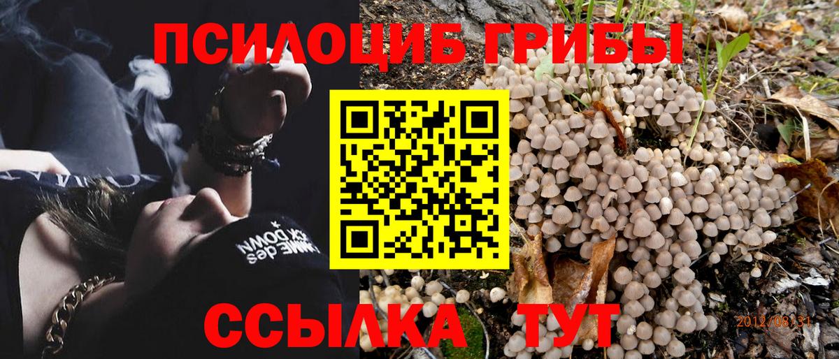 Псилоцибиновые грибы Psilocybe Истра