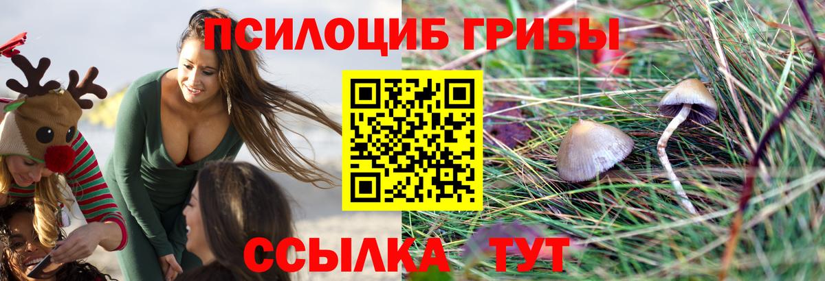 Истра  Псилоцибиновые грибы ЛСД  Вход с VPN 